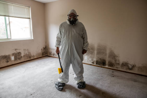 Best Same-Day Mold Removal  in Citrus Springs, FL